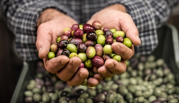 Diferencia entre aceituna y oliva
