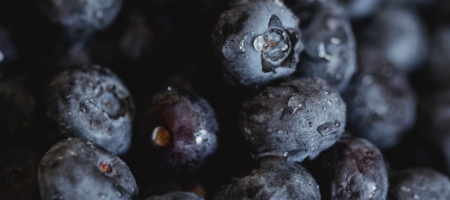 tipos de arandanos