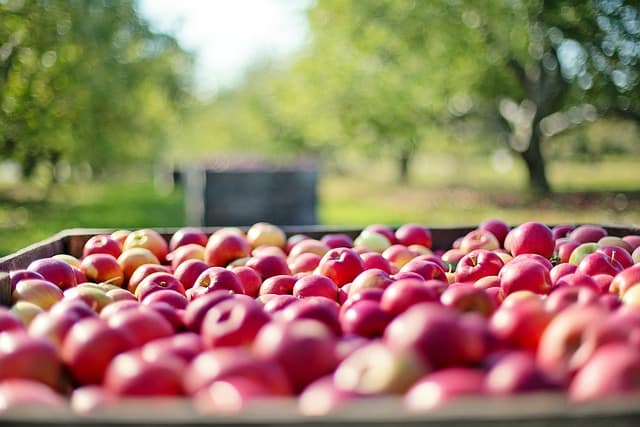 variedades de manzana