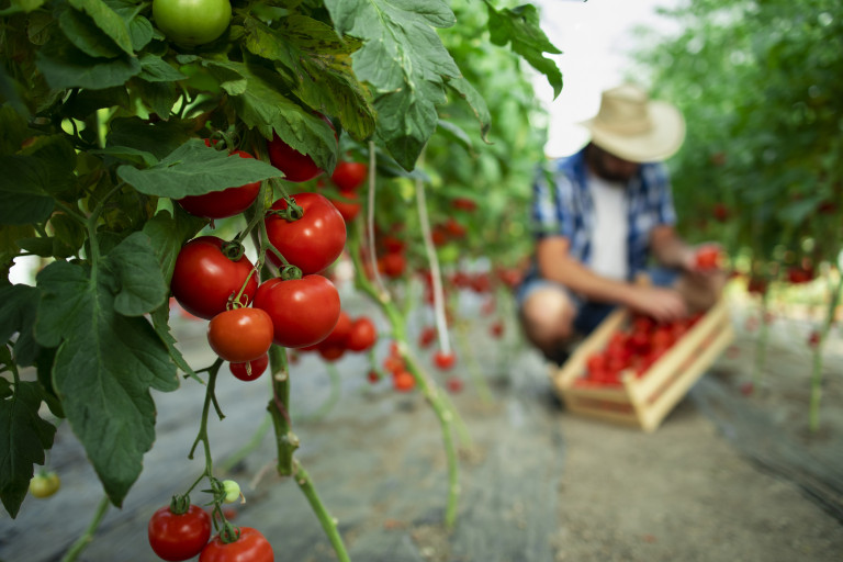 el tomate es una fruta o una hortaliza