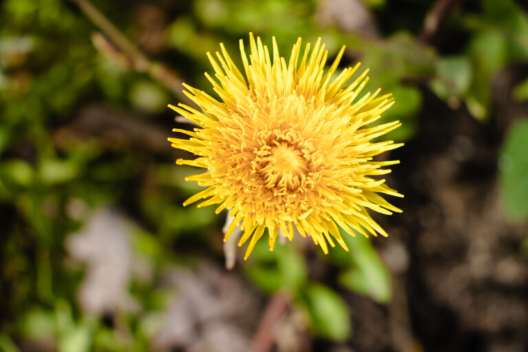 adaptogenos naturales