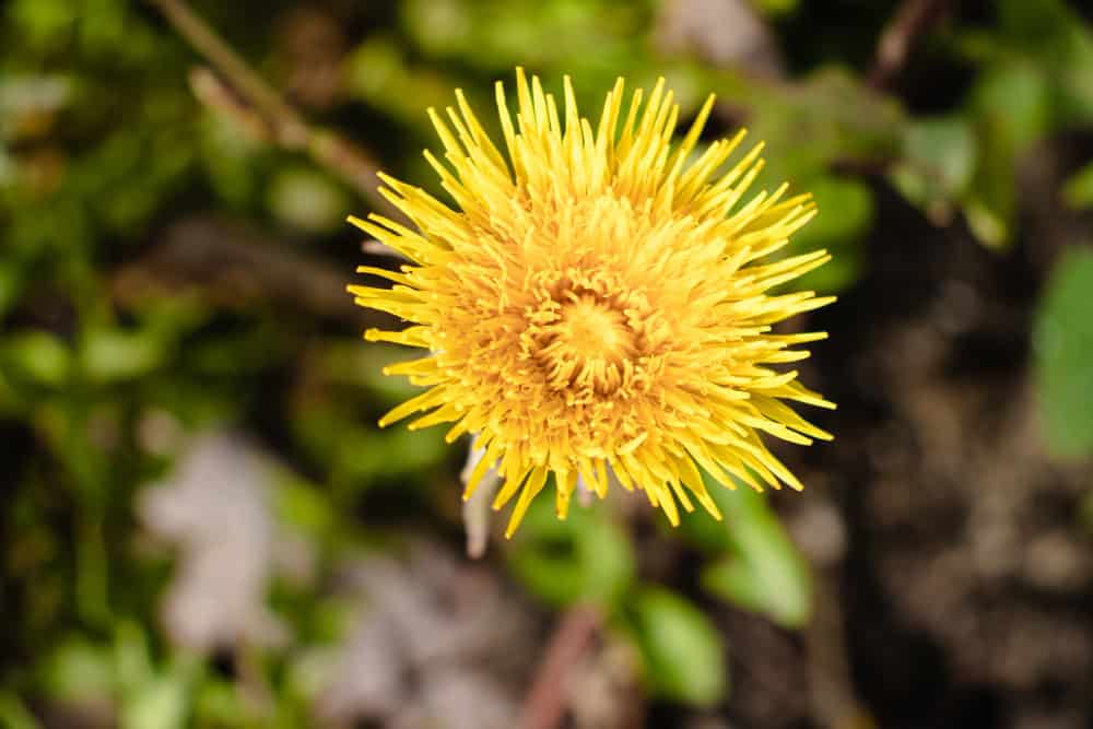 adaptogenos naturales